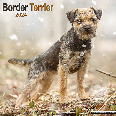 Border Terrier Calendar 2024 (Square)